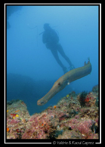 Aulostomus strigosus by Raoul Caprez 
